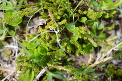 Diphasiastrum sitchense