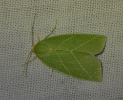 Bena bicolorana