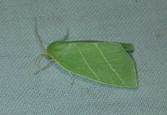 Bena bicolorana