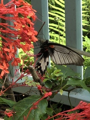 Papilio memnon