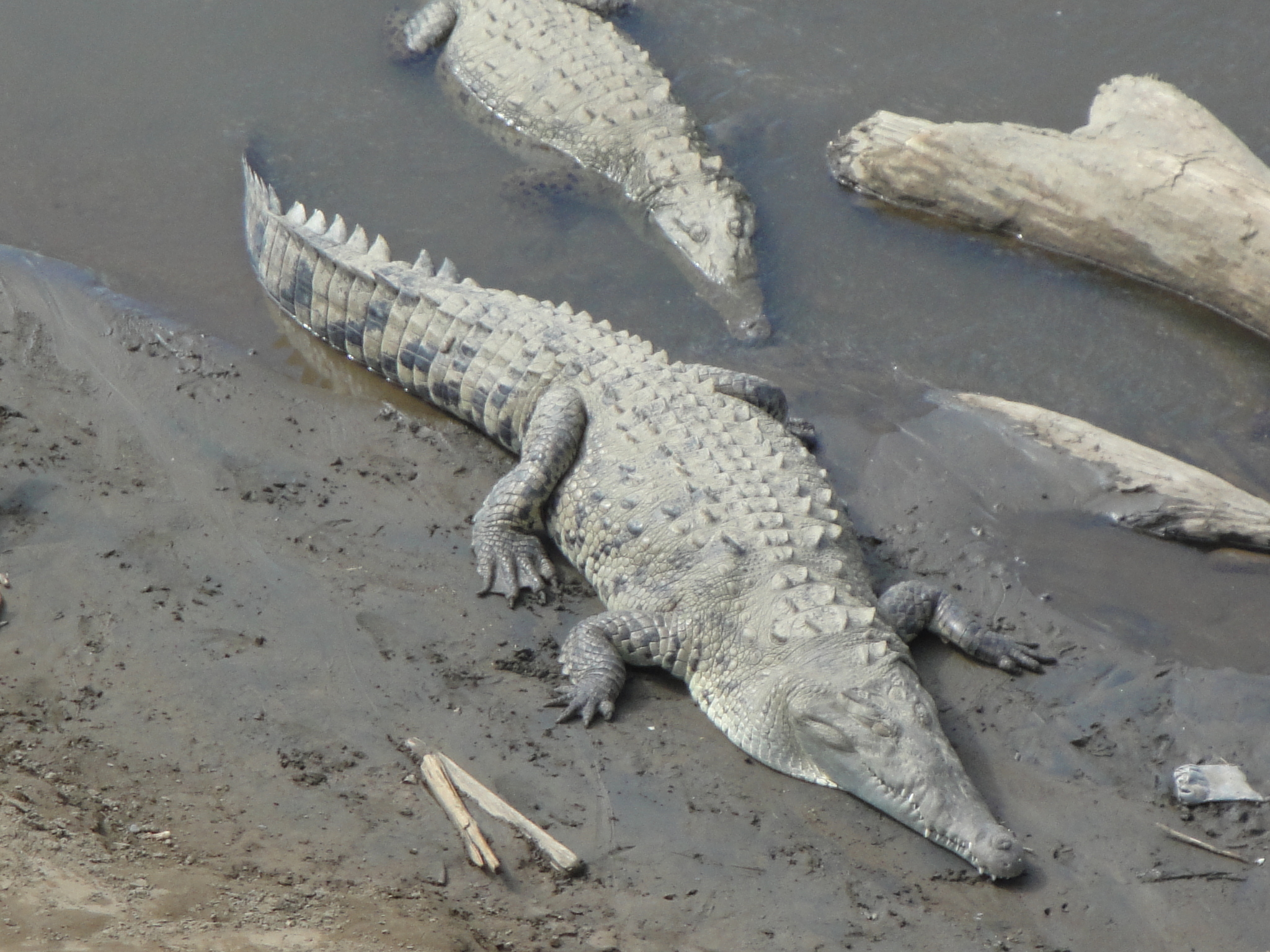 Cocodrilo de Río (Crocodylus acutus) · Naturalista Costa Rica