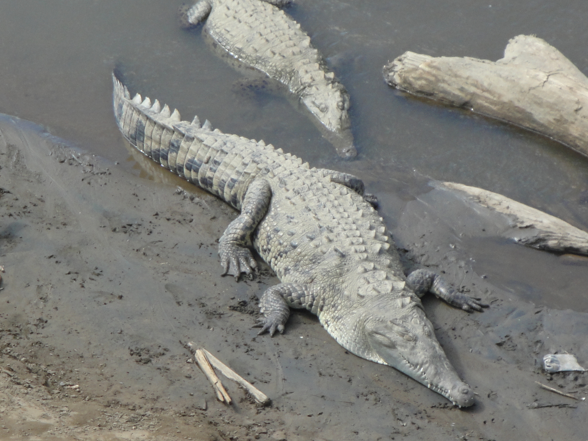 Cocodrilo de Río (Crocodylus acutus) · NaturaLista Mexico