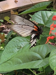 Papilio memnon