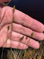 Carex exilis