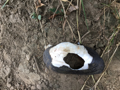 Alasmidonta marginata