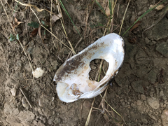 Alasmidonta marginata