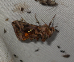 Autographa pulchrina