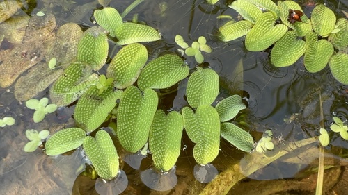 floating fern