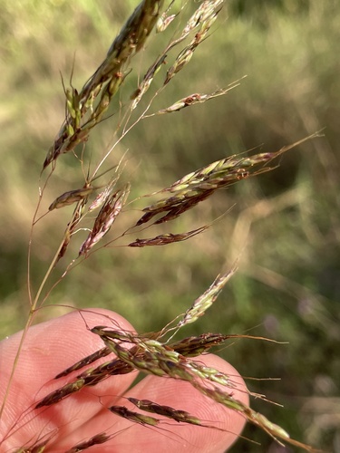 Sorghum nitidum (Sorghum nitidum)