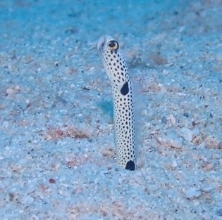 Spotted garden eel (Heteroconger hassi) — Congridae — 5