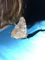 Historis acheronta