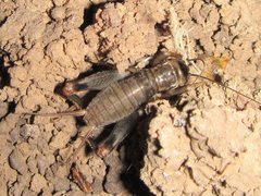 Daintria australicus