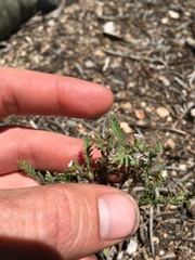 Phacelia glandulifera