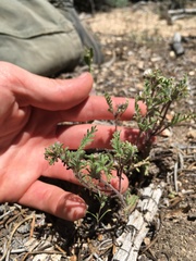 Phacelia glandulifera