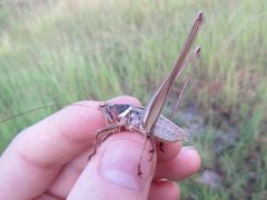 Antipodectes monteithi
