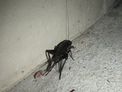 Teleogryllus oceanicus