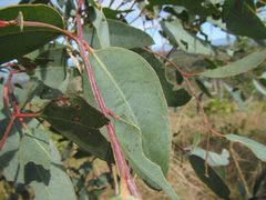 Eucalyptus paedoglauca