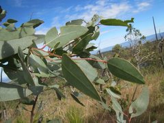 Eucalyptus paedoglauca