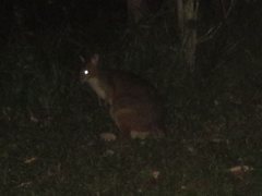 Thylogale stigmatica stigmatica