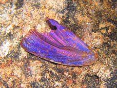 Arhopala eupolis