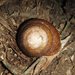 Atherton Tableland Bicoloured Snail - Photo (c) Matthew Connors, some rights reserved (CC BY-NC-SA), uploaded by Matthew Connors
