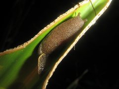 Parmacochlea furca
