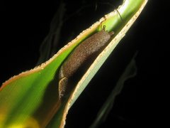 Parmacochlea furca