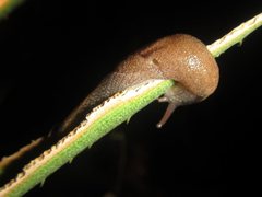 Parmacochlea furca