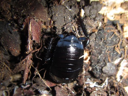 Celatoblatta immunda · iNaturalist Canada