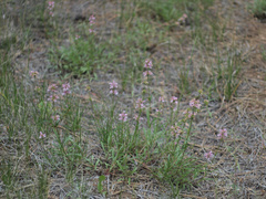Penstemon peckii