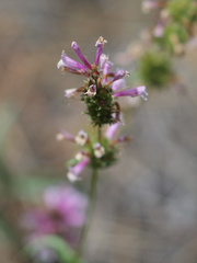 Penstemon peckii