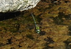 Rhionaeschna planaltica