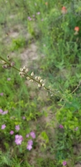 Desmodium sessilifolium