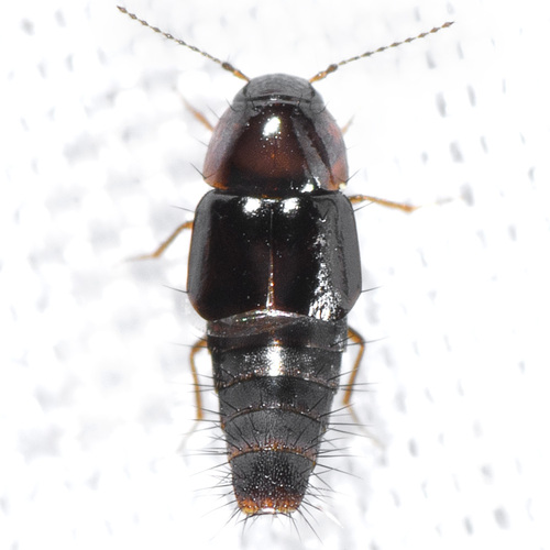 Habrocerus capillaricornis (Gravenhorst, 1806)