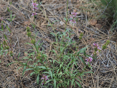 Penstemon peckii