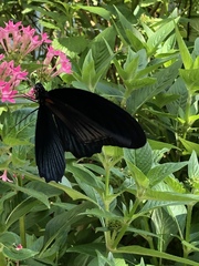 Papilio memnon
