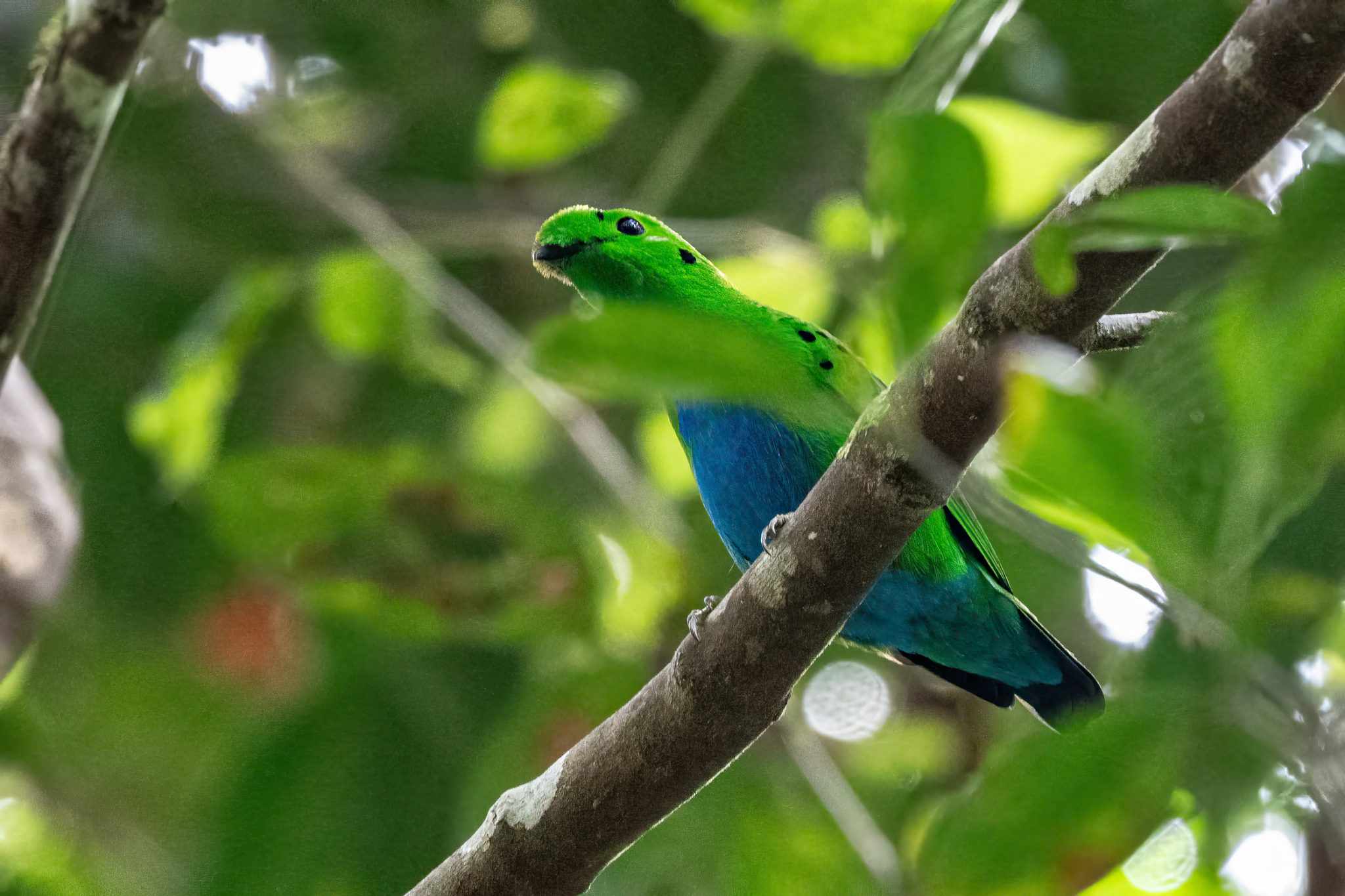 Hose's Broadbill illustration