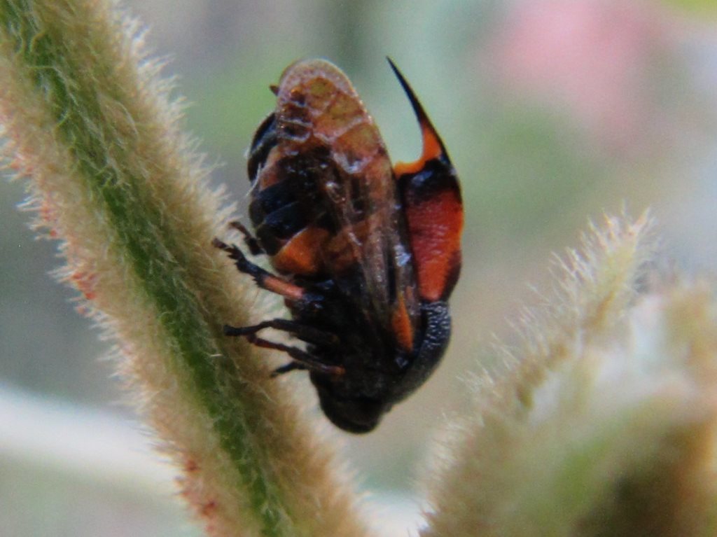 Machaerota pugionata