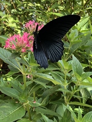 Papilio memnon