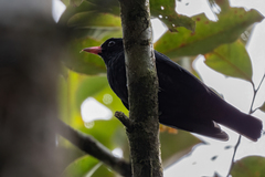 Black Oriole photo 2
