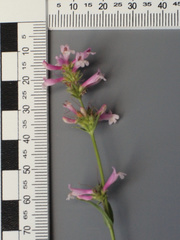 Penstemon peckii