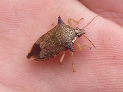 Montrouzierellus turneri