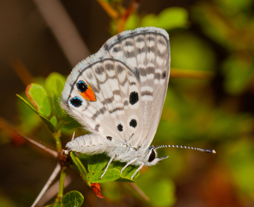 Nickerbean Blue (Cyclargus ammon) · iNaturalist