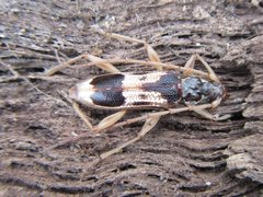 Coptocercus trimaculatus