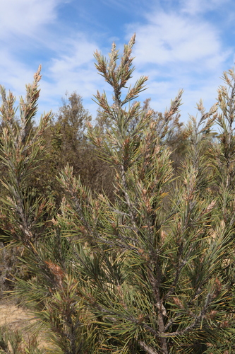 Allocasuarina pinaster (Allocasuarina pinaster)
