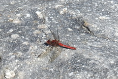Sympetrum gilvum