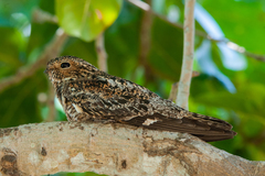 Chordeiles gundlachii