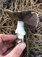 Agaricus moronii