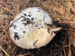 Agaricus moronii