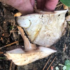 Agaricus moronii